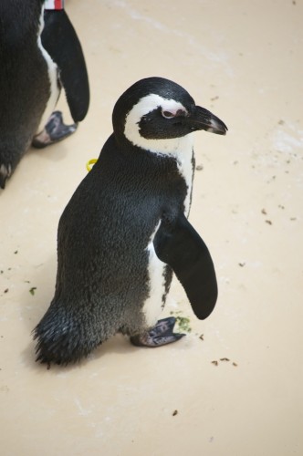 Penguins