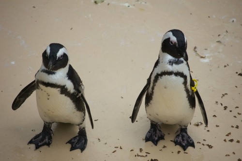 Penguins