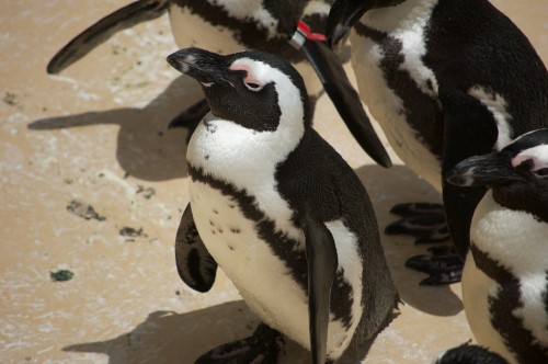 Penguins