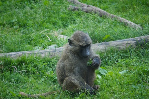 Baboon