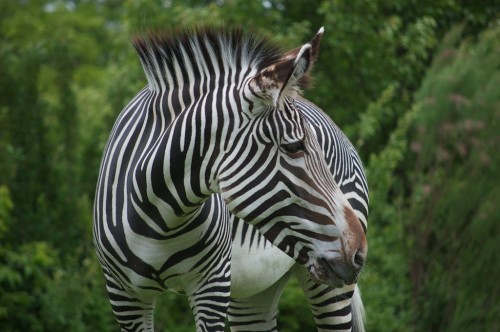Zebra
