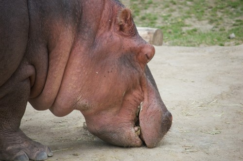 Hippo