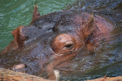 Hippo