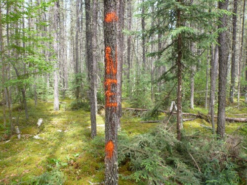 Tree marking