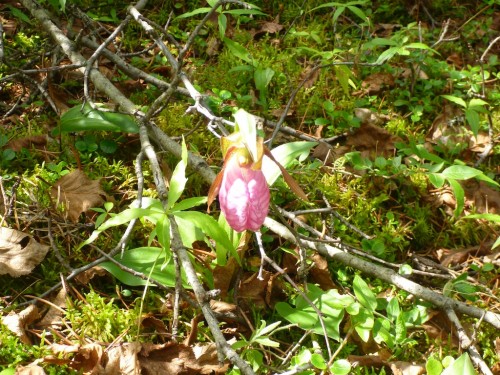 Lady's Slipper