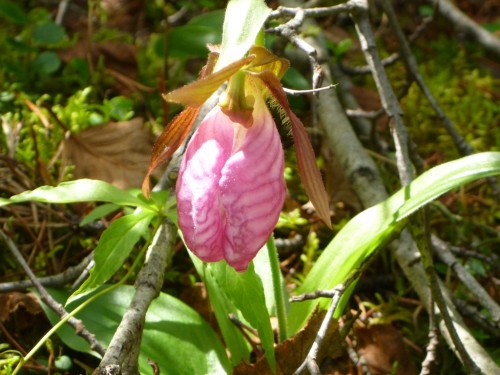 Lady's Slipper