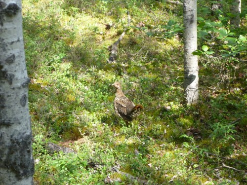 Spruce Grouse