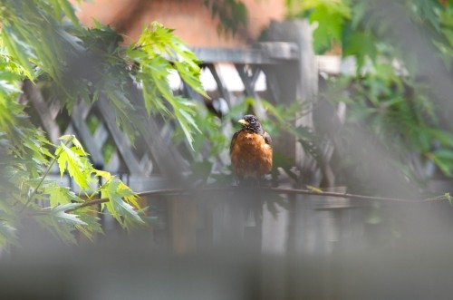 20150530_D7K_6323