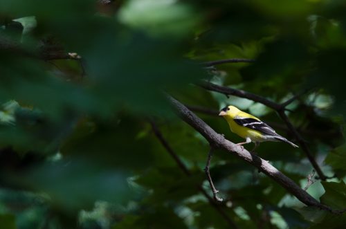 20160619-D7K_1866