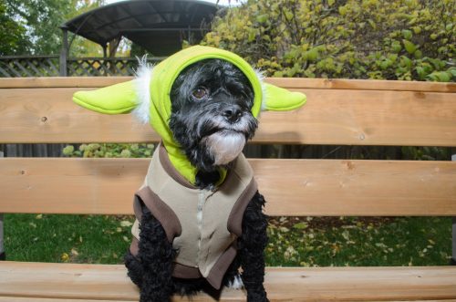 yoda_20161030-d7k_3146