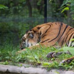 20110612_DSC_3738 (Toronto Zoo)