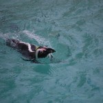 20110612_DSC_3743 (Toronto Zoo)