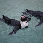 20110612_DSC_3750 (Toronto Zoo)
