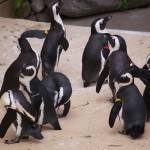 20110612_DSC_3761 (Toronto Zoo)