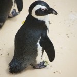 20110612_DSC_3767 (Toronto Zoo)