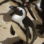 20110612_DSC_3787 (Toronto Zoo)