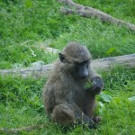 20110612_DSC_3812 (Toronto Zoo)