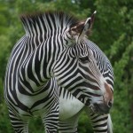20110612_DSC_3820 (Toronto Zoo)