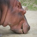 20110612_DSC_3834 (Toronto Zoo)