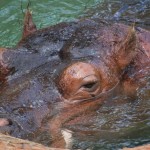 20110612_DSC_3849 (Toronto Zoo)