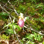 20110622_P1000048 (Blackflies, Mosquitos, and Lady’s Slipper)