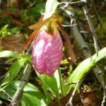 20110622_P1000049 (Blackflies, Mosquitos, and Lady’s Slipper)