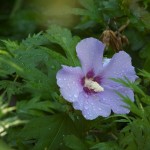 20110730_DSC_4191 (Watering Service)