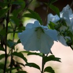 20110730_DSC_4192 (Watering Service)