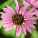 20110730_DSC_4193 (Watering Service)