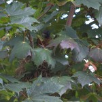 20110801_DSC_4315 – Version 2 (Robin Fledgling)