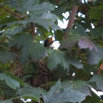 20110801_DSC_4320 – Version 2 (Robin Fledgling)