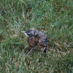 20110801_DSC_4321 – Version 2 (Robin Fledgling)