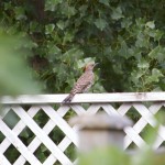 20110801_DSC_4322 – Version 2 (Robin Fledgling)