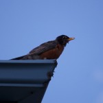 20110801_DSC_4325 – Version 2 (Robin Fledgling)