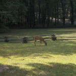 DSC_4453.jpg (Day 2: Chickamauga and Chattanooga)
