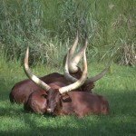 DSC_5213.jpg (Day 11: Animal Kingdom)