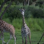 DSC_5220.jpg (Day 11: Animal Kingdom)