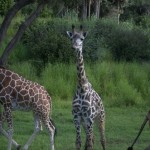 DSC_5220_thumb.jpg (Day 11: Animal Kingdom)