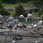 DSC_5243_thumb.jpg (Day 11: Animal Kingdom)