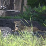 DSC_5255.jpg (Day 11: Animal Kingdom)