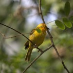 DSC_5281.jpg (Day 11: Animal Kingdom)