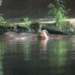 DSC_5284.jpg (Day 11: Animal Kingdom)