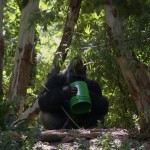 DSC_5295.jpg (Day 11: Animal Kingdom)