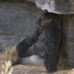 DSC_5297_thumb.jpg (Day 11: Animal Kingdom)