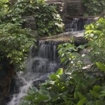 DSC_5300_thumb.jpg (Day 11: Animal Kingdom)