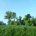 P1000280_thumb.jpg (Day 2: Kentucky to Georgia)