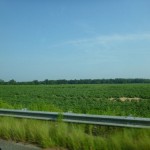 P1000299_thumb.jpg (Day 3: Andersonville National Historic Site)