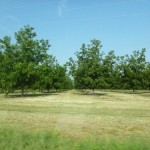 P1000300_thumb.jpg (Day 3: Andersonville National Historic Site)