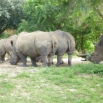 P1000482.jpg (Day 11: Animal Kingdom)