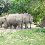 P1000482_thumb.jpg (Day 11: Animal Kingdom)